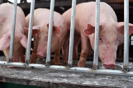 Pig farming creates a large amount of by-products. (Photo: SGGP)