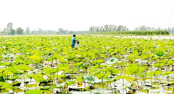 The lotus cultivation combined with fish farming model of farmers in Hau Giang. (Photo: SGGP) The lotus cultivation combined with fish farming model of farmers in Hau Giang. (Photo: SGGP)