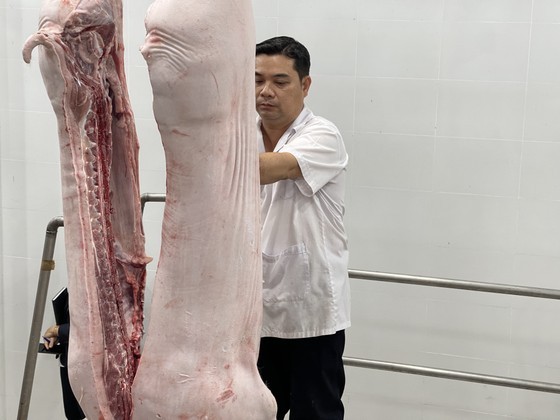 A veterinary staff is checking and stamping pork before putting pork on the market. (Photo: SGGP) A veterinary staff is checking and stamping pork before putting pork on the market. (Photo: SGGP)