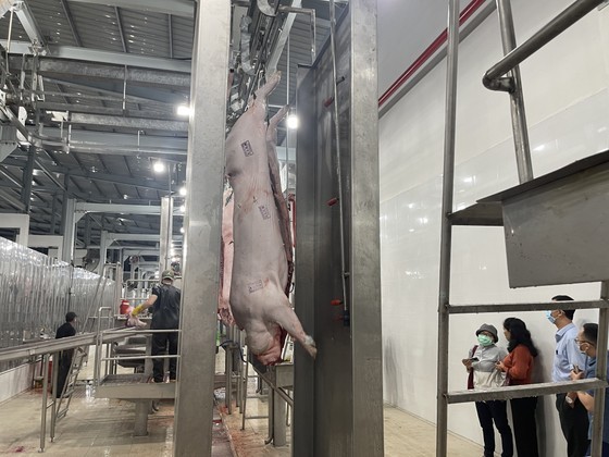 Industrial pig slaughtering process. (Photo: SGGP) Industrial pig slaughtering process. (Photo: SGGP)