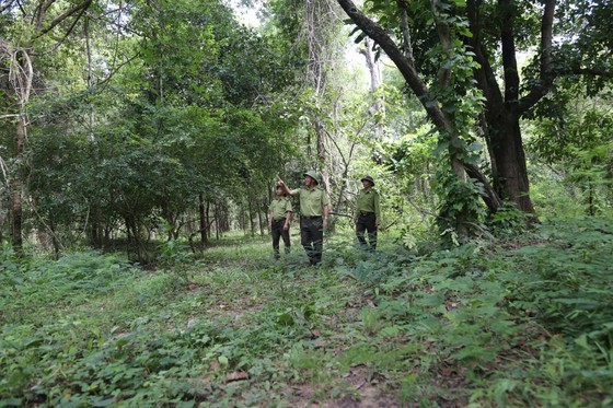 Yok Don National Forest has great potential in building carbon credits.