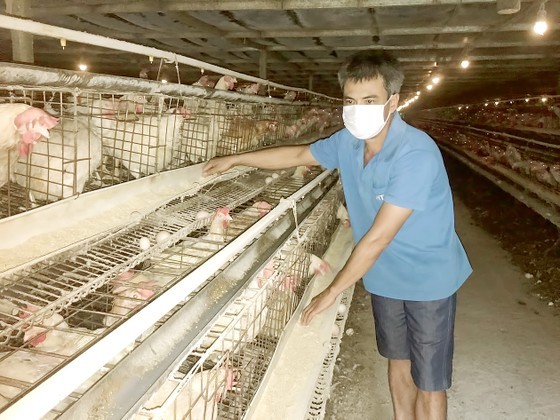 Poultry raising at a farm in Dong Quang Commune, Quoc Oai District, Hanoi.