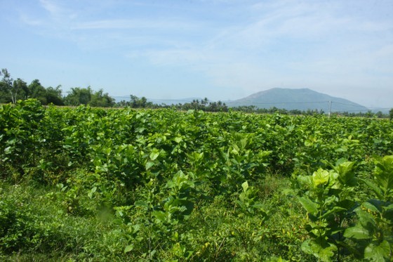 A mulberry field A mulberry field