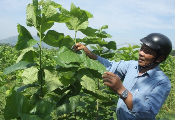 Phat visits a mulberry field. Phat visits a mulberry field.