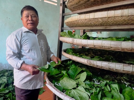 Ngo Hoang Hai feeds his silkworms with mulberry leaves. Ngo Hoang Hai feeds his silkworms with mulberry leaves.