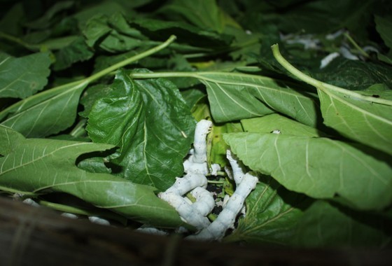 Silkworms only eat fresh, clean, and dry mulberry leaves. Silkworms only eat fresh, clean, and dry mulberry leaves.