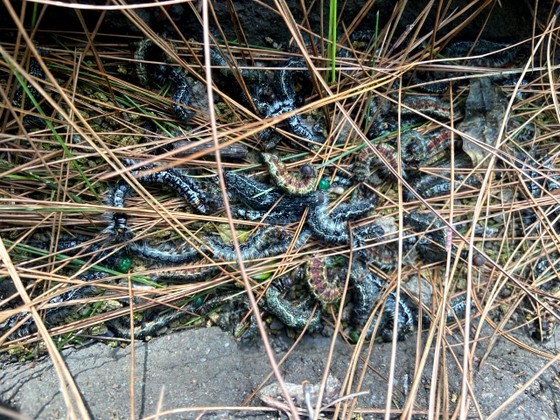Hairy caterpillars threaten pine forests in Ha Tinh Province. Hairy caterpillars threaten pine forests in Ha Tinh Province.