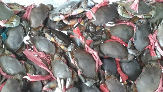 Crab is a renowned delicacy of Ca Mau Province. Crab is a renowned delicacy of Ca Mau Province.