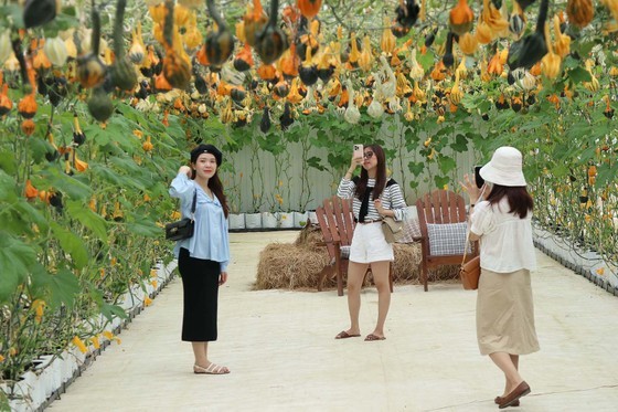 Tourists visit Thien Nga pumpkin farm on Cam Ly Street, Ward 7, Da Lat City. Tourists visit Thien Nga pumpkin farm on Cam Ly Street, Ward 7, Da Lat City.