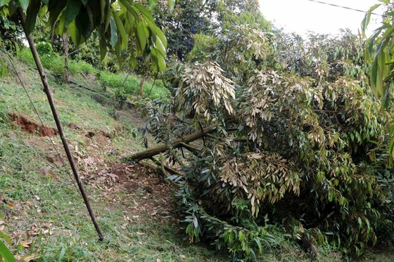 Durian trees are tilted due to landslide. Durian trees are tilted due to landslide.