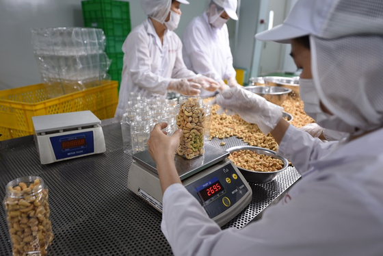 Cashew nut processing for export