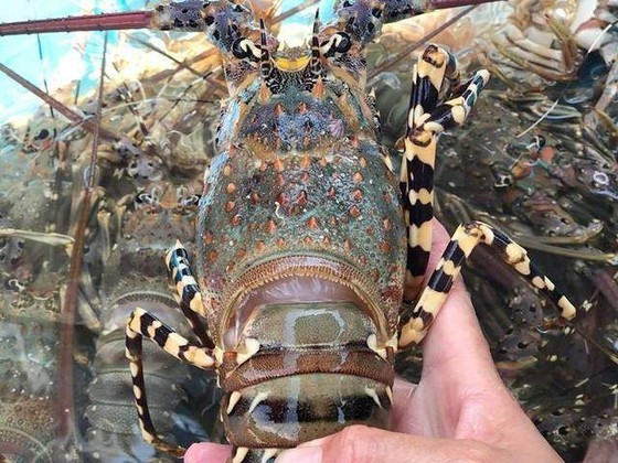 Lobster prices have dropped drastically as traders cease purchases. Lobster prices have dropped drastically as traders cease purchases.