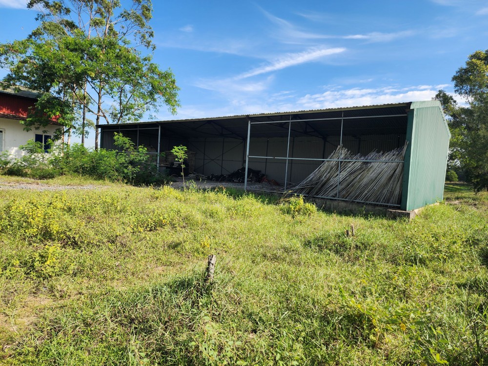 The warehouse stands unused, surrounded by overgrown weeds. 20241026-085206-4675.jpg