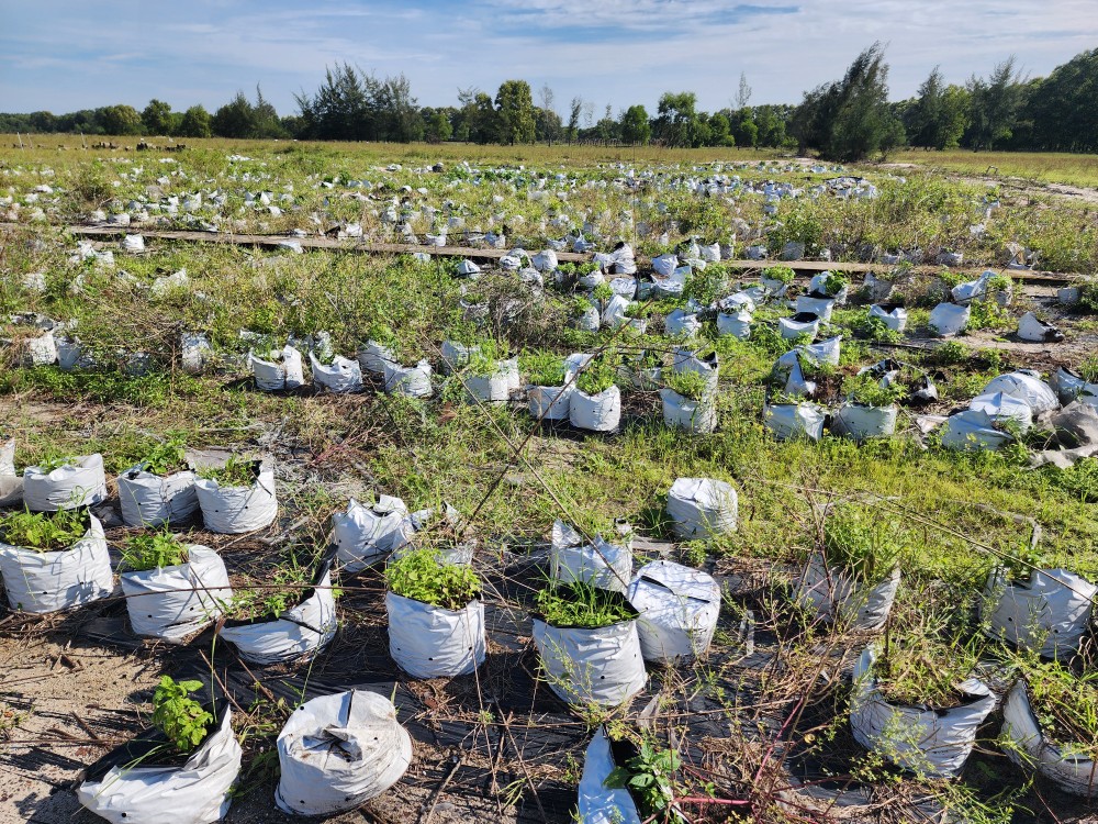 Seedling bags lie shattered and scattered everywhere. 20241026-090212-8635.jpg.jpg