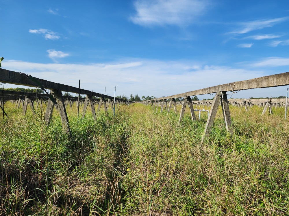 Weeds have overrun the area. 20241026-090547-7517.jpg.jpg