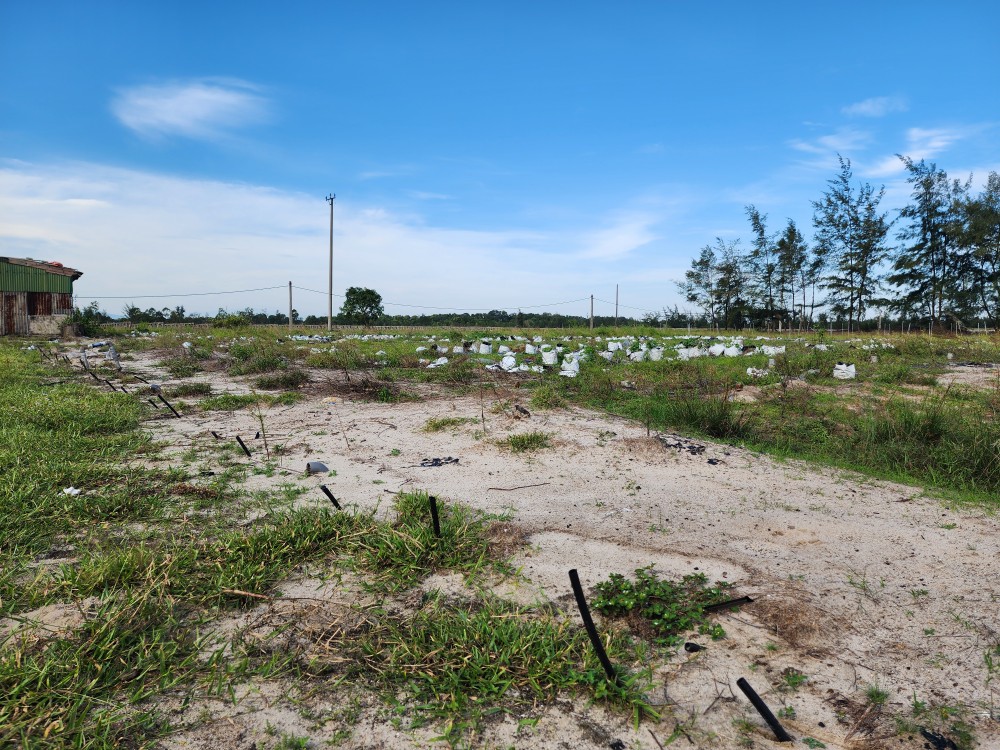 The irrigation pipe system lies abandoned under sun and rain. 20241026-092113-8008.jpg.jpg