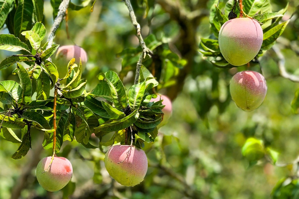 dasua-1304-7253.jpg.jfif