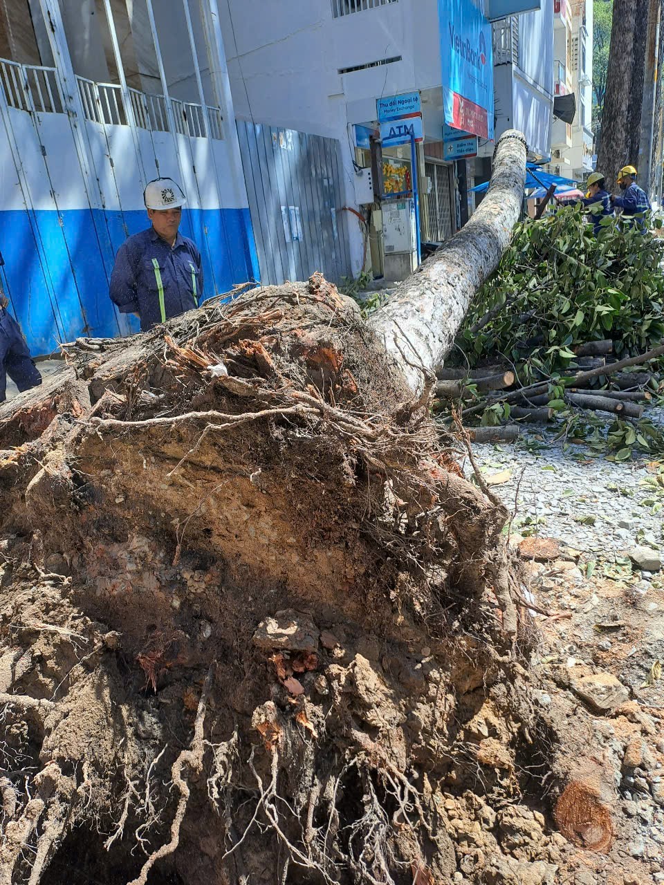 11cx-9318-2556.jpg.jfif