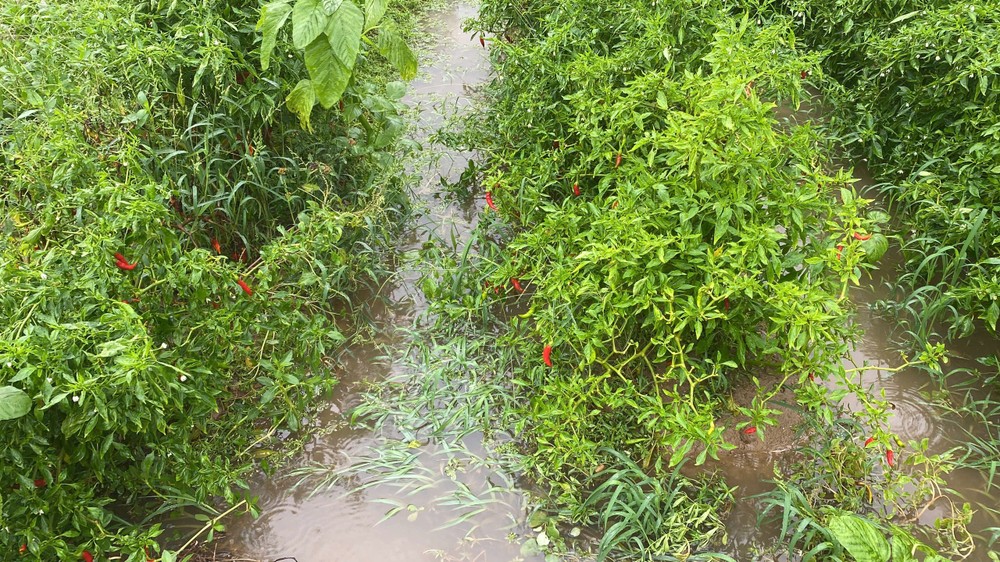 z6697151912745-ff165607222d05d9e54c18f4d4270371-2241-6800.jpg.jfif