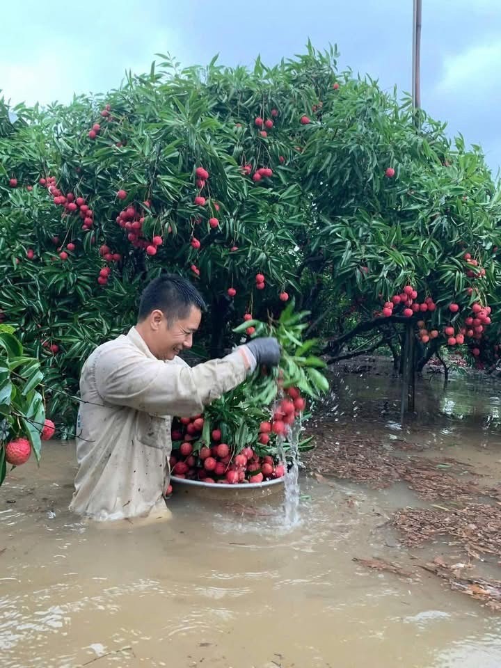 Floodwaters also inundate lychee orchards in Luc Ngan District, Bac Giang Province — not just in Lang Son. img-9878-8317-703.jpeg.jpg