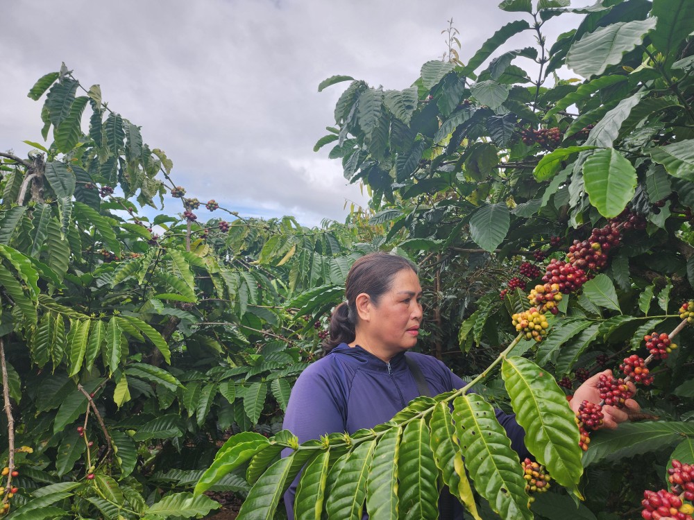 Farmers harvest coffee in Dak Glong District, Dak Nong Province. 20241206-114229-4013-4920.jpg.jpg