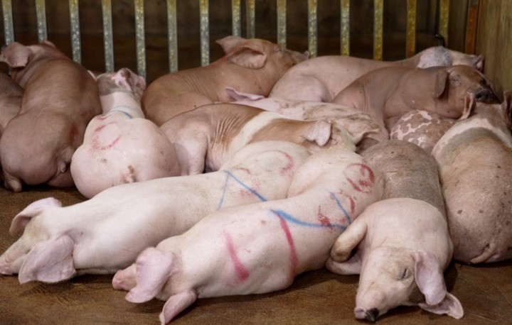 Police allege that the group purchased diseased pigs, slaughtered them, and sold the meat on the market. heo-benh-23245668-3324-1793.jpg.jpg