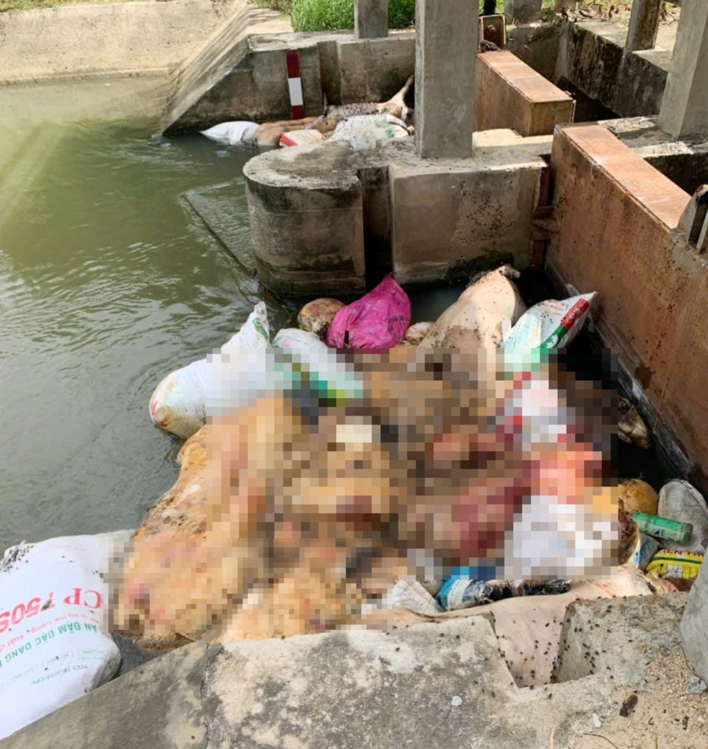 Rotting pig carcasses pile up at Van Phong Canal entrance. z6793714537659-48400730cefce57bc155563042a9d6e6-2018-1850.jpg.jpg