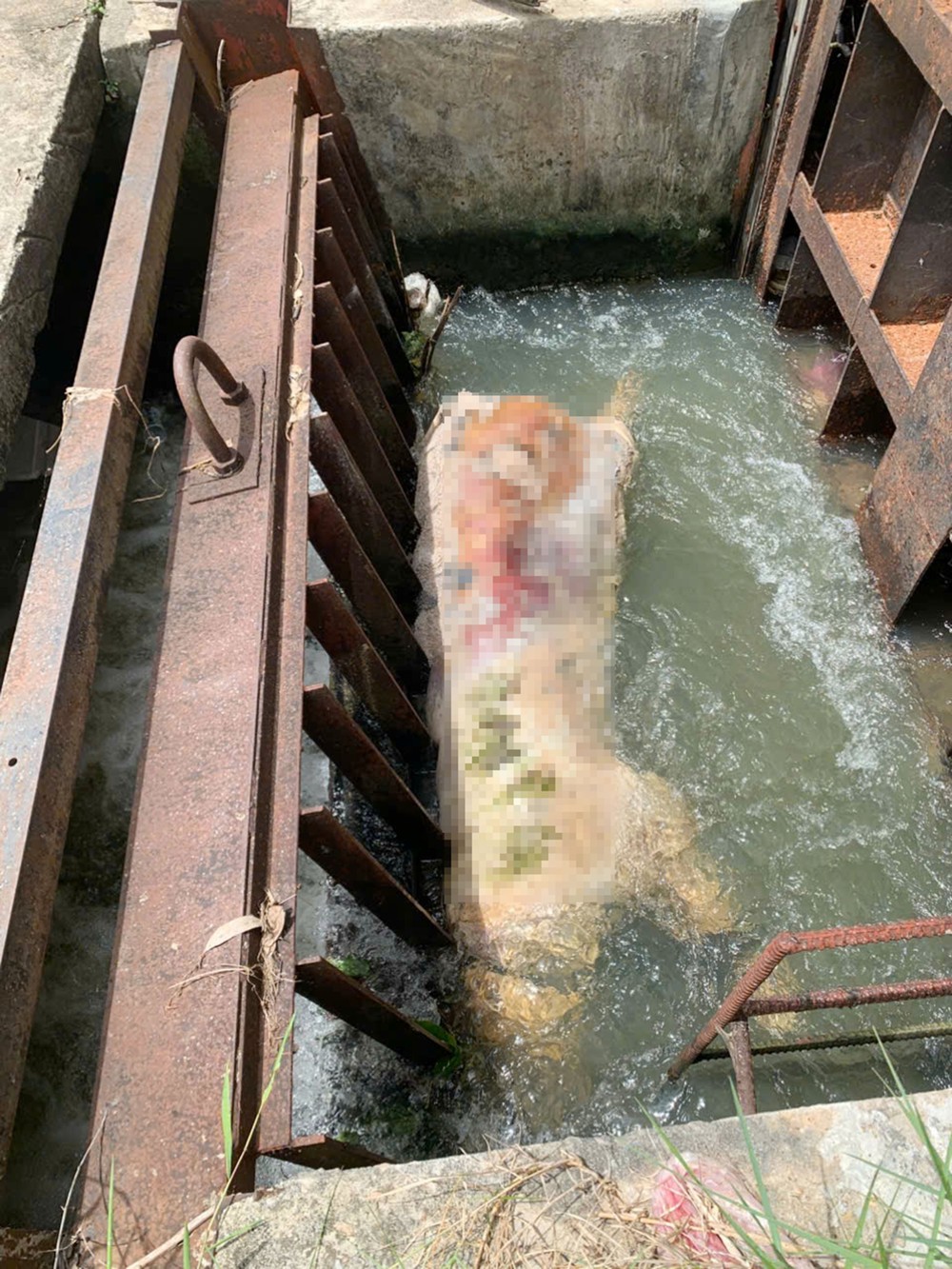 Massive pig carcasses are dumped into the canal. z6793714977056-beffa0c9c49ba67de9b3f2680706b42b-7604-8871.jpg.jpg
