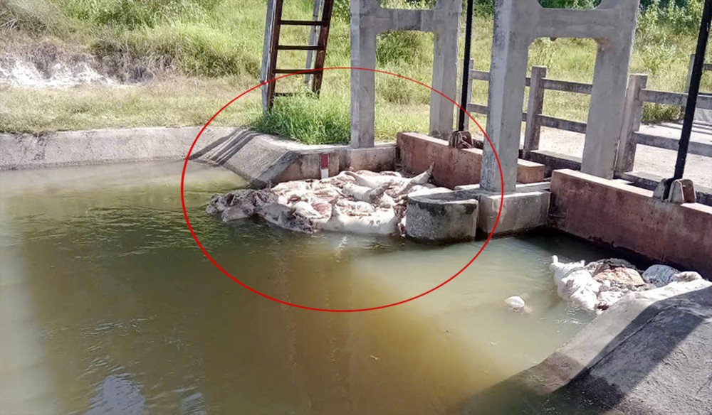 Large diseased pig carcasses block flow of Van Phong Canal. z6793716168413-86b4ca2157bf780f7f04851560db9eae-4217-4856.jpg.jpg