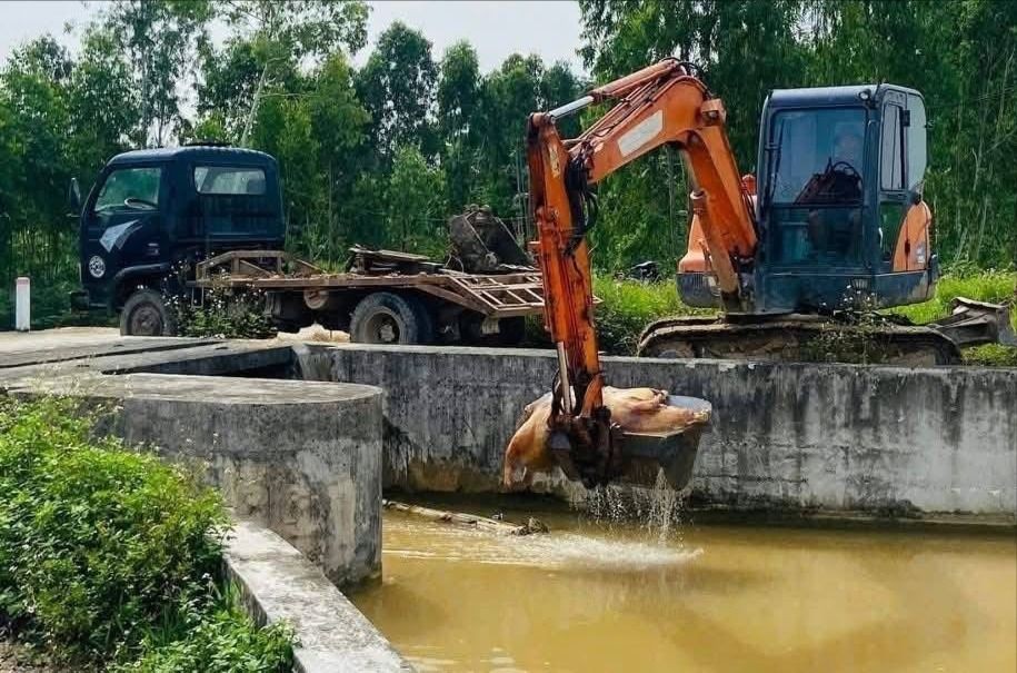 Authorities collect dead pig carcasses dumped in an irrigation canal in Quang Chau Commune (Nghe An). q7a-4276-5498.jpg.jpg