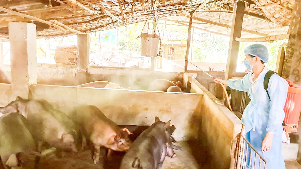 A veterinary officer disinfects facilities to prevent African Swine Fever in Lao Cai Province. f1a-4254-1030.jpg.jpg
