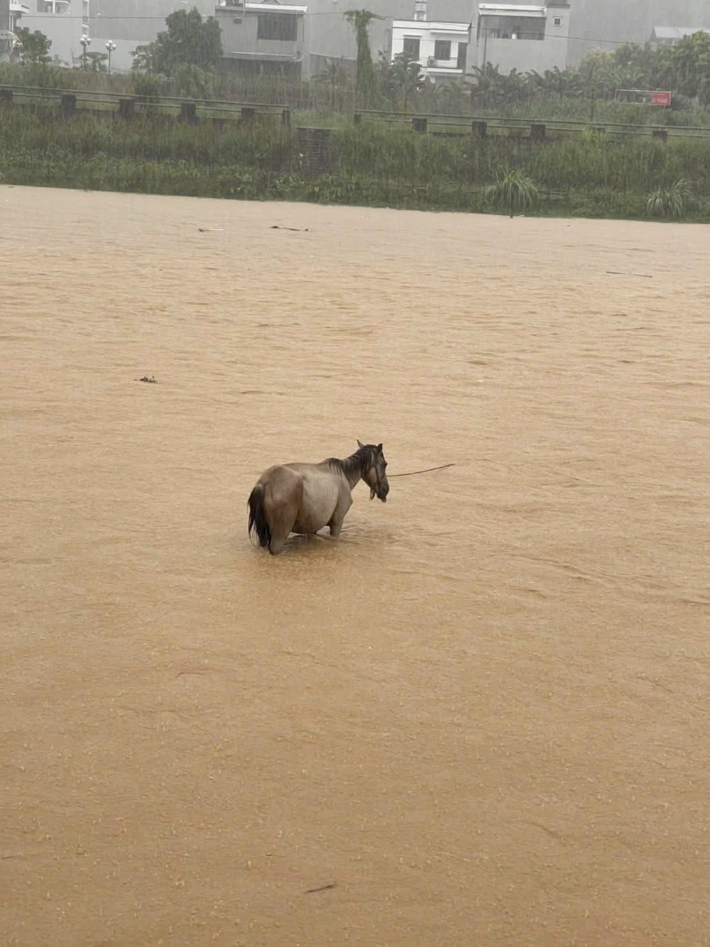 A horse is stranded along the Cau River in Thai Nguyen Province. img-1506-6886-3974.jpeg.jpg