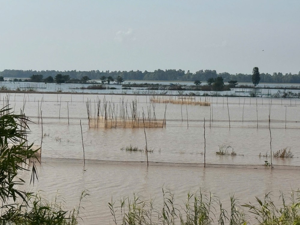 Waters from rivers and canals have begun rising in localities across the Dong Thap Muoi region (Tay Ninh Province). z6878268769077-b74110d66fe61043b8bd964024ca331e-9713-7651.jpg.jpg