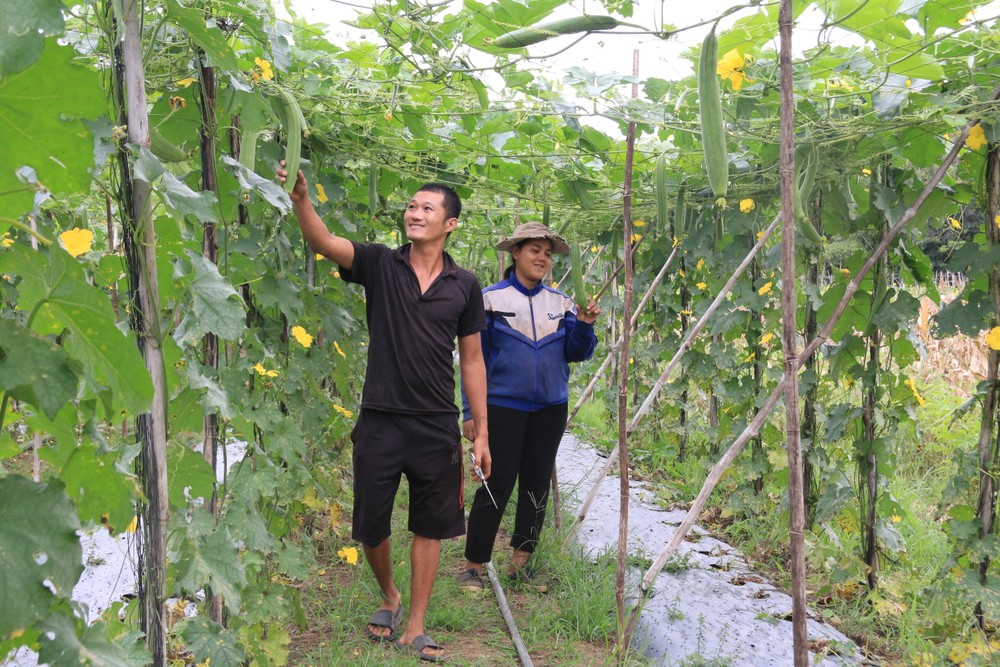 Beyond starting his own business, Tung has also created livelihoods for many farmers through his loofah cultivation model. img-4753-2511-5022.jpg.jpg