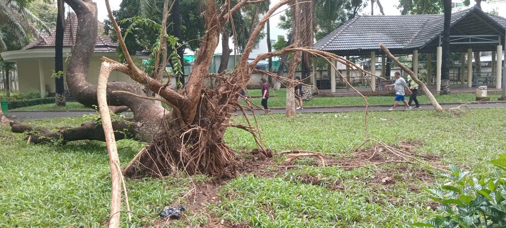 Uprooted trees at Binh Phu Park, Phu Lam Ward, HCMC gen-n-z7024119838304-478e5d04264e5cc4c18143bd75482561-5080-7930.jpg.jpg