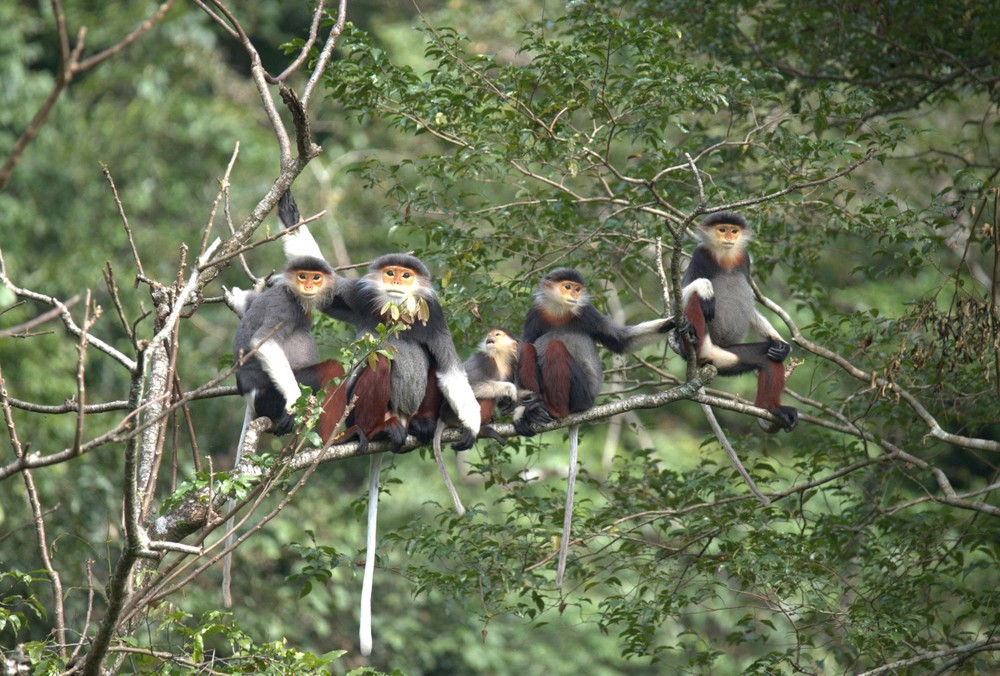 Red-shanked douc langur (Pygathrix nemaeus) at Phong Nha–Ke Bang National Park 1000027475-4719-7497.jpg.jpg