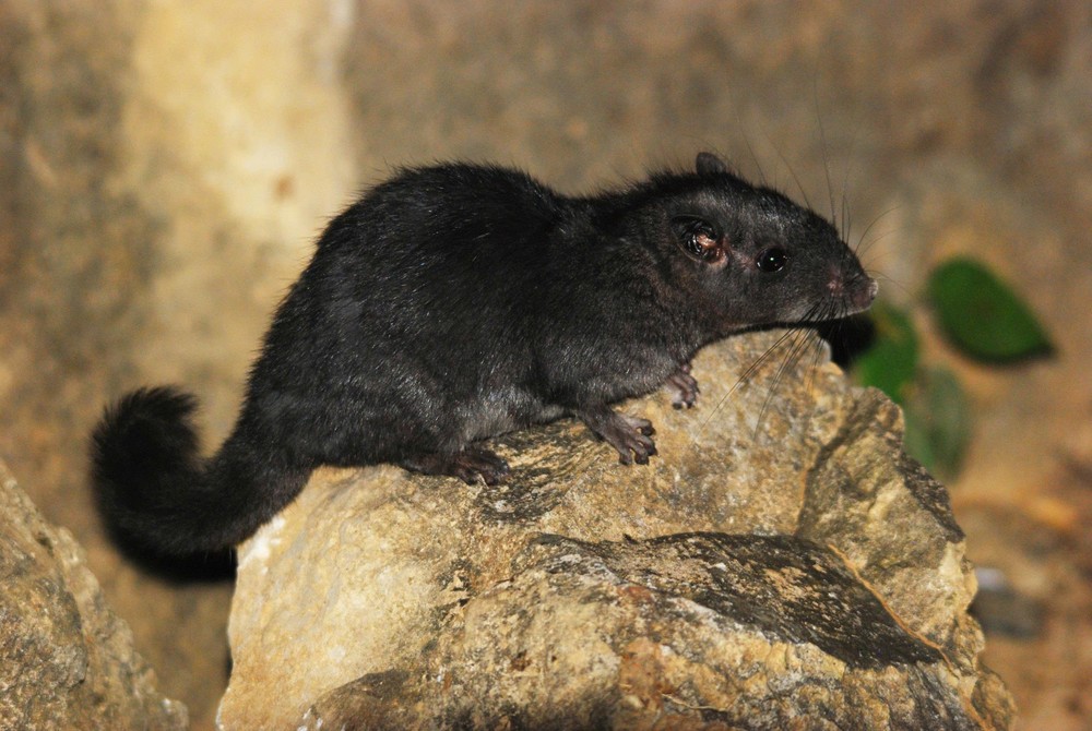 Laotian rock rat (Laonestes aenigmamus) 1000027478-7581-1301.jpg.jpg