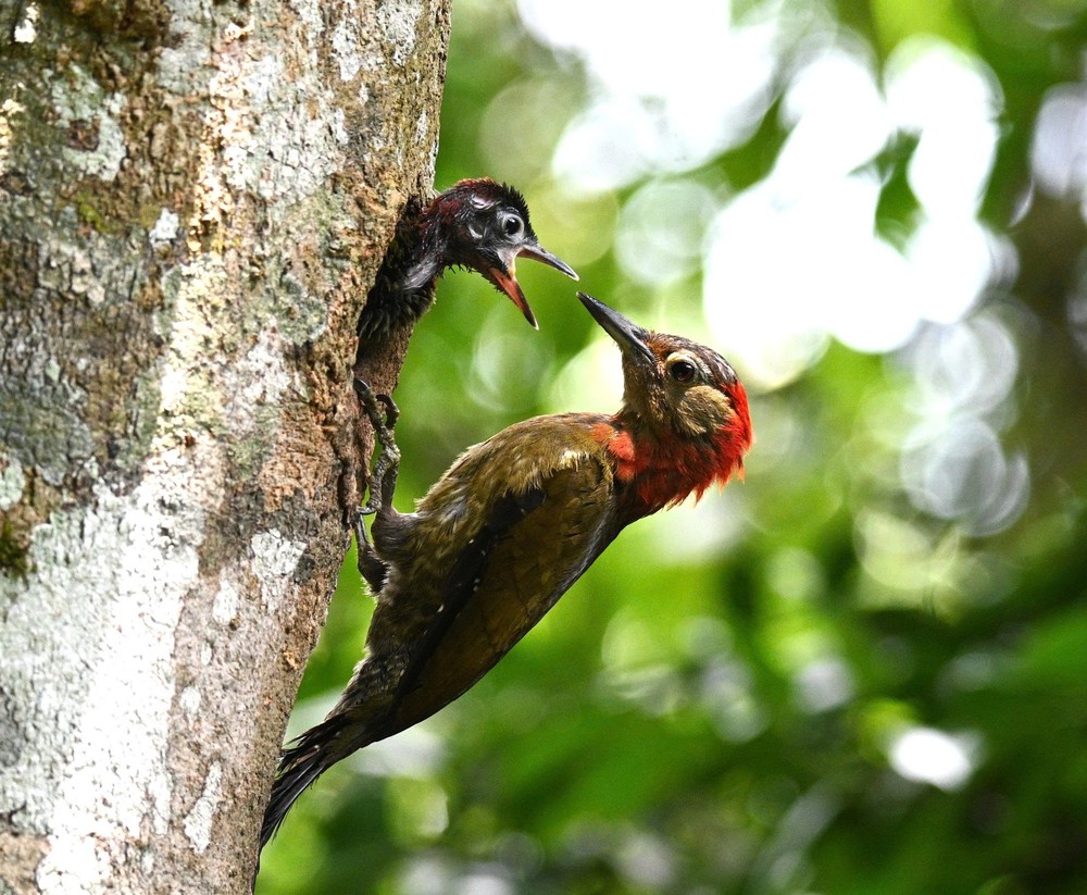 Stripe-cheeked woodpecker (Piculus callopterus) 1000027480-4093-3319.jpg.jpg
