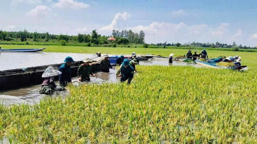 Officials, youth union members, and armed forces in Vinh Thanh assist farmers in harvesting rice ahead of the rising floods. 1-2318-1102.jpg.jpg