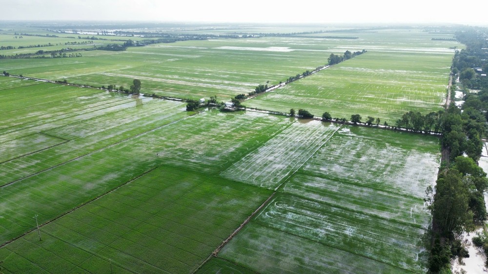Hundreds of hectares of rice in Tay Ninh’s Dong Thap Muoi region are at risk of flooding. lua-827-1743.jpg.jpg