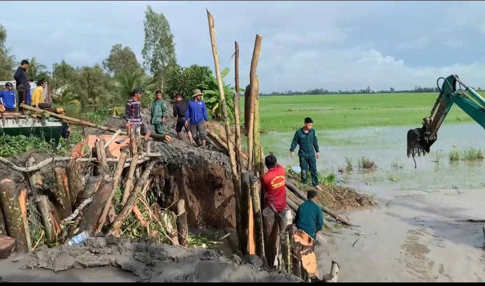 Vinh Chau militia assists residents in repairing breached embankment to protect 20 hectares of rice fields. vinh-chau-2-1828-6377.jpg.jpg