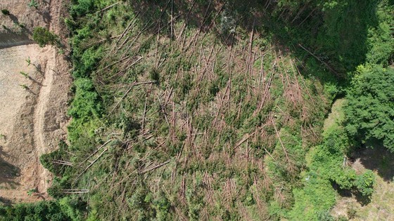 Pine trees have been illegally logged. (Photo: SGGP) Pine trees have been illegally logged. (Photo: SGGP)