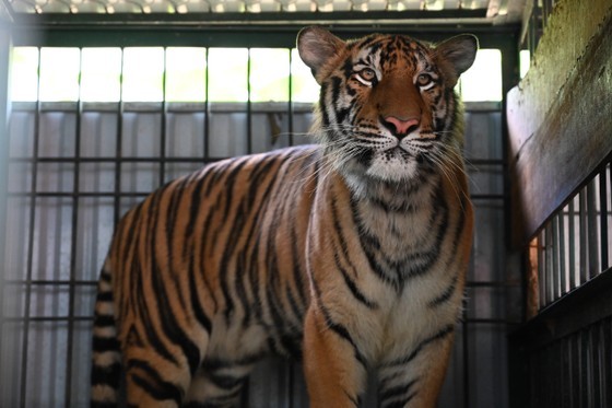The 7 tigers rescued from Nghe An Province are now growing up