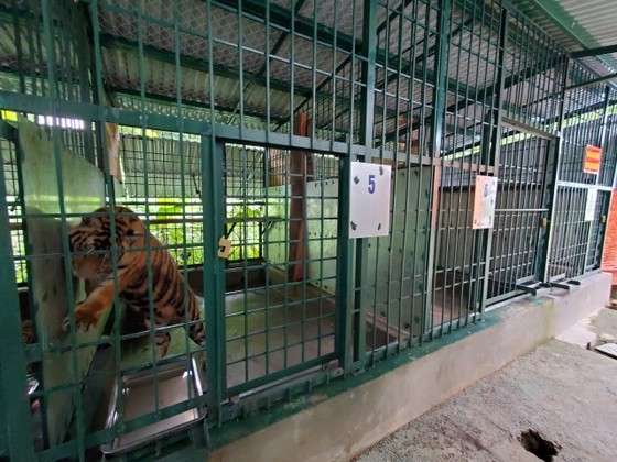 The old cages are too narrow for the tigers