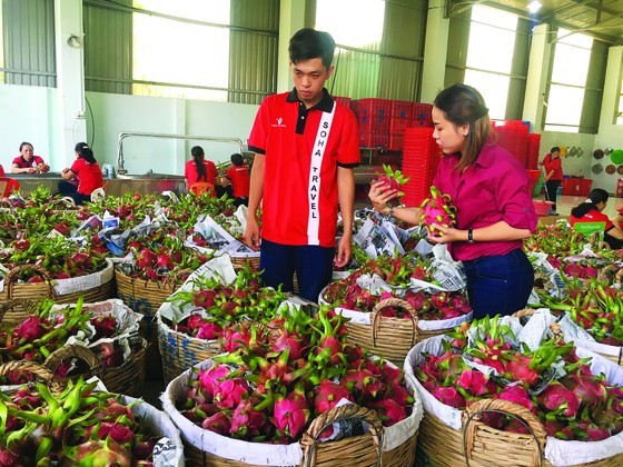 Vina T&T Group, specializing in exporting dragon fruits, is partnering up with farmers for stable produce price Vina T&T Group, specializing in exporting dragon fruits, is partnering up with farmers for stable produce price