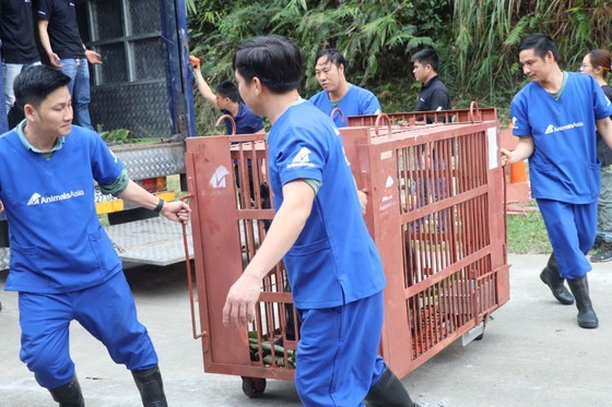 Iron cages are used to transport the bears from their captured place to the Vietnam Bear Rescue Center