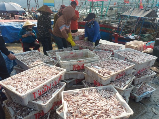 Anchovies are being unloaded, moved, and purchased at Cua Sot Port Anchovies are being unloaded, moved, and purchased at Cua Sot Port