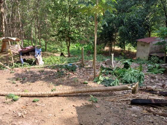 Trees were damaged by the elephant Trees were damaged by the elephant