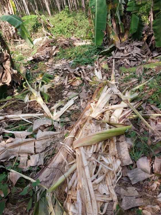 The banana orchards of residents in Thach Mang Hamlet were destroyed by the elephant The banana orchards of residents in Thach Mang Hamlet were destroyed by the elephant