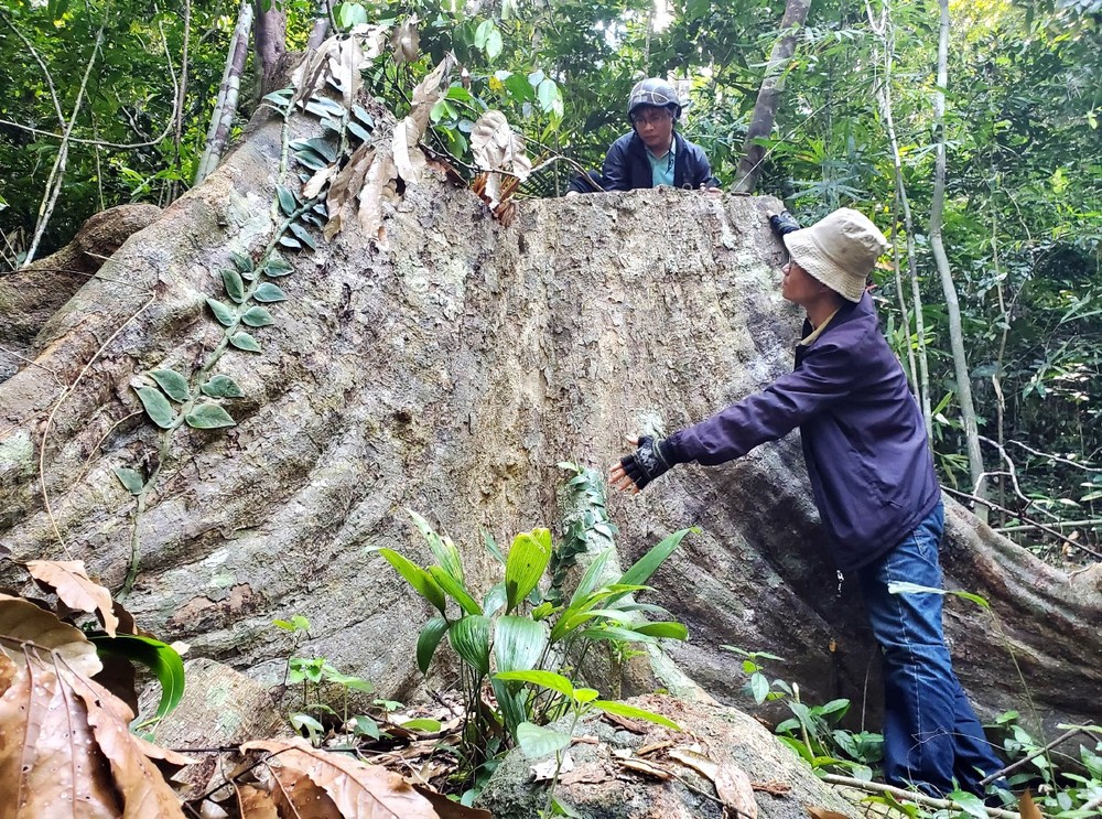One ancient tree in Van Canh District protection forest being illegally felled
